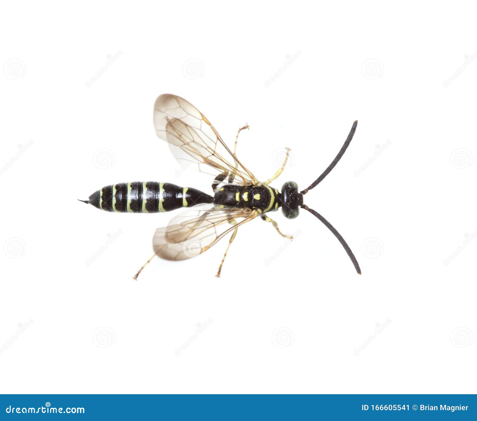 very small black wasp with white stripes lives in ground very small black wasp with white stripes lives in ground