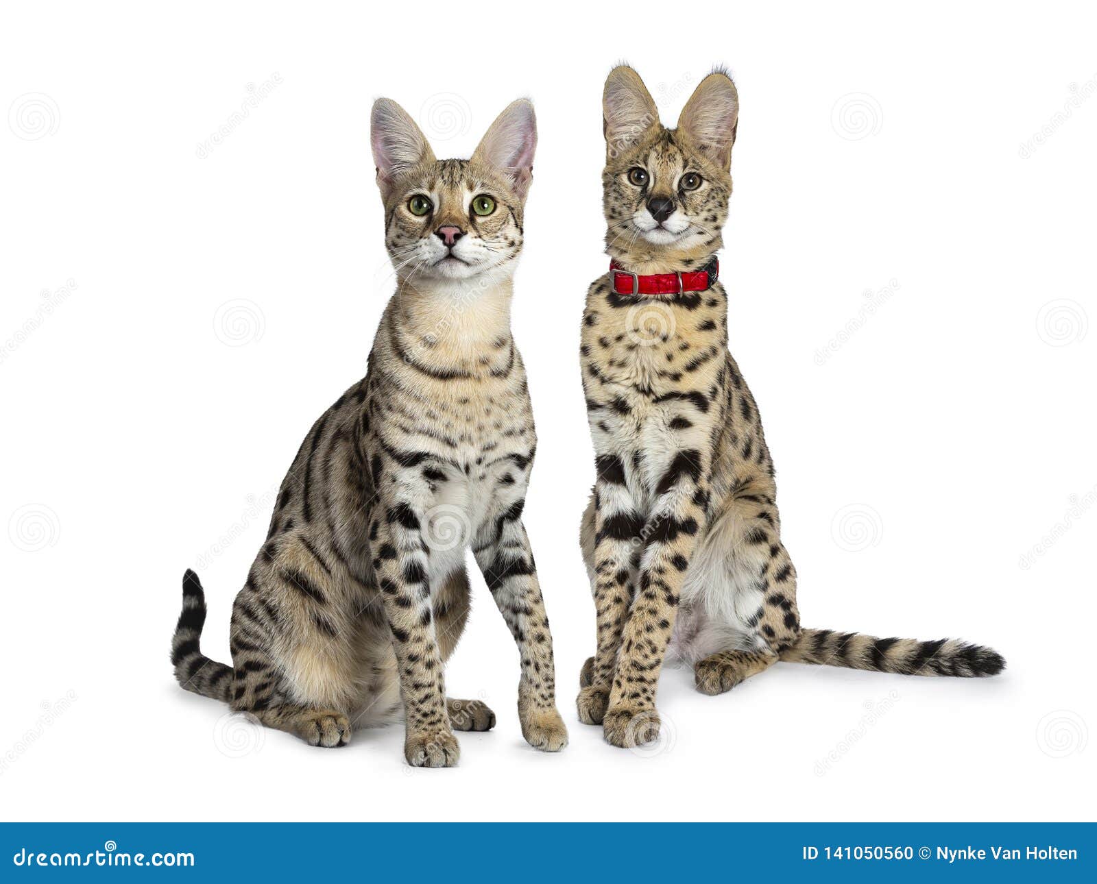 cool young adult savannah f1 cat and serval kitten,  on white background