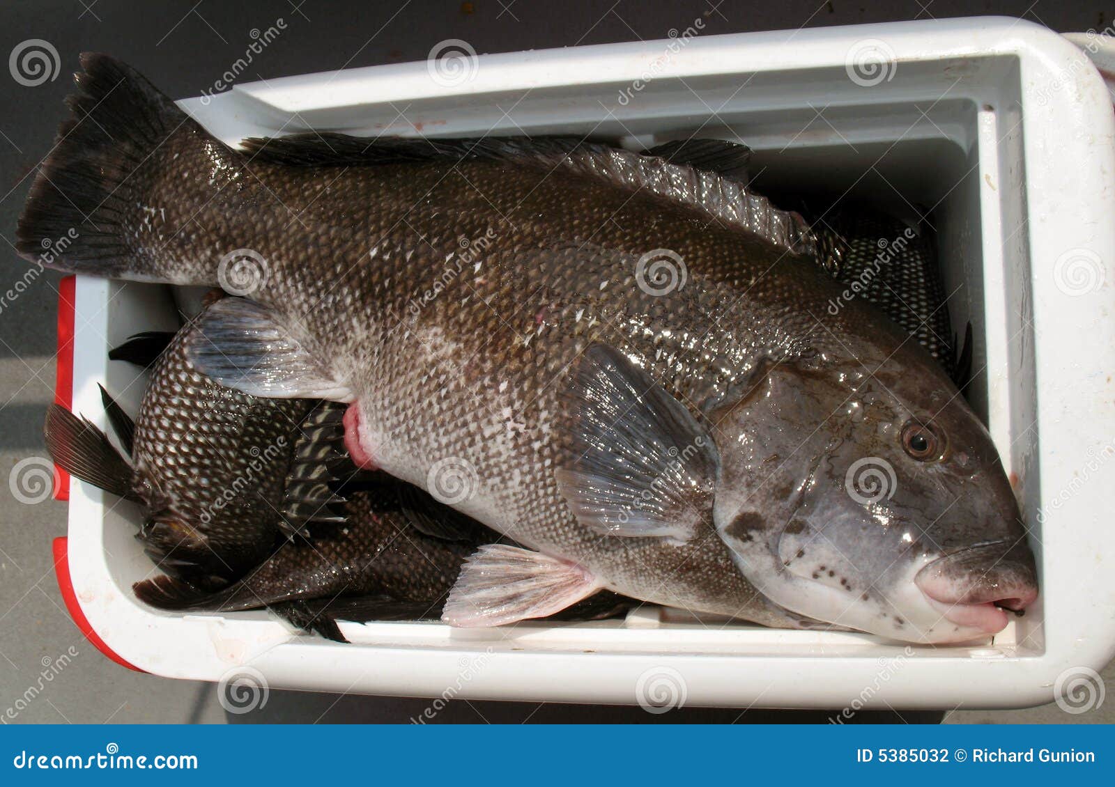 437 Fish Cooler Stock Photos - Free & Royalty-Free Stock Photos