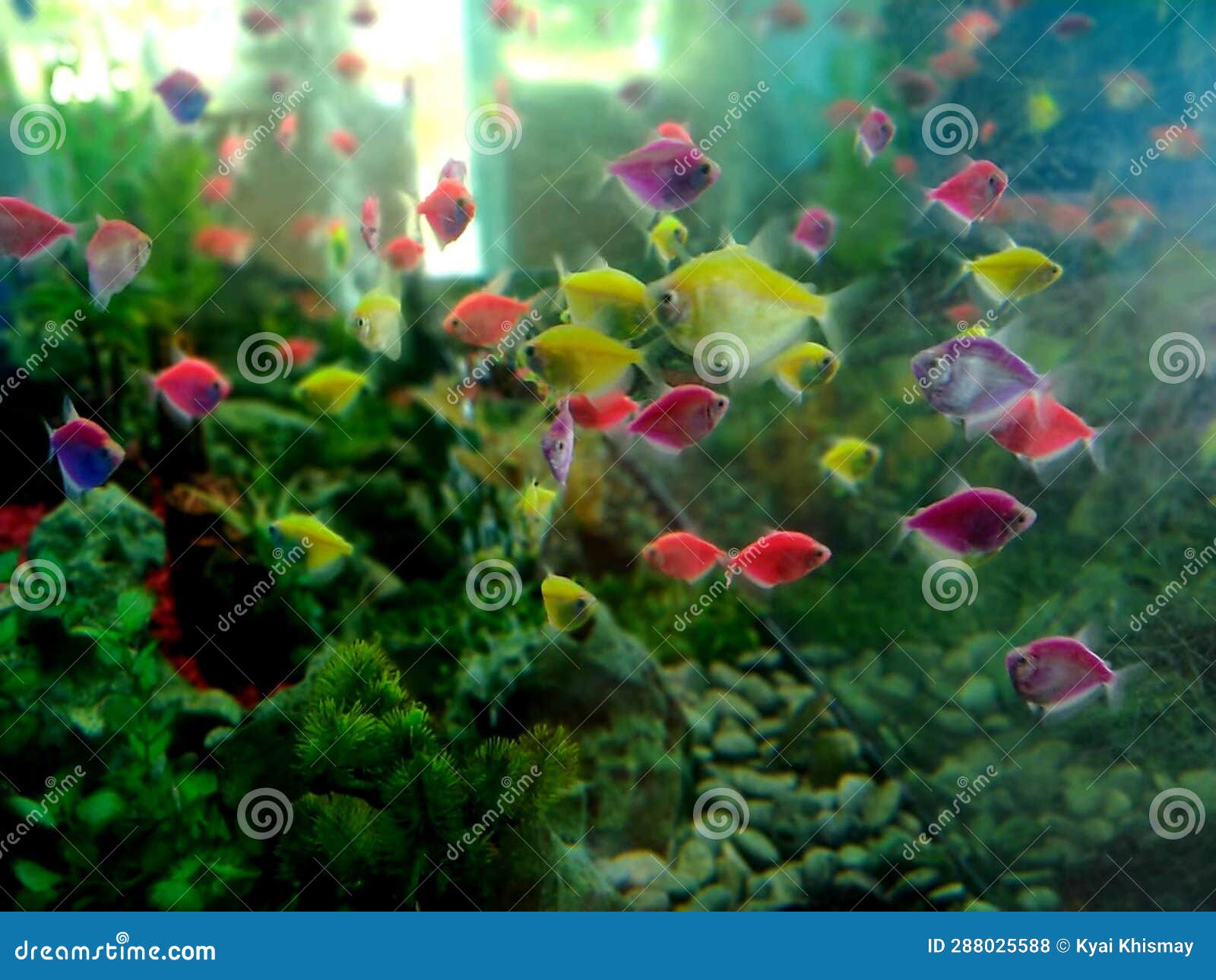 The Coolness of the Eyes Looking at the Colorful Small Fish in a Large