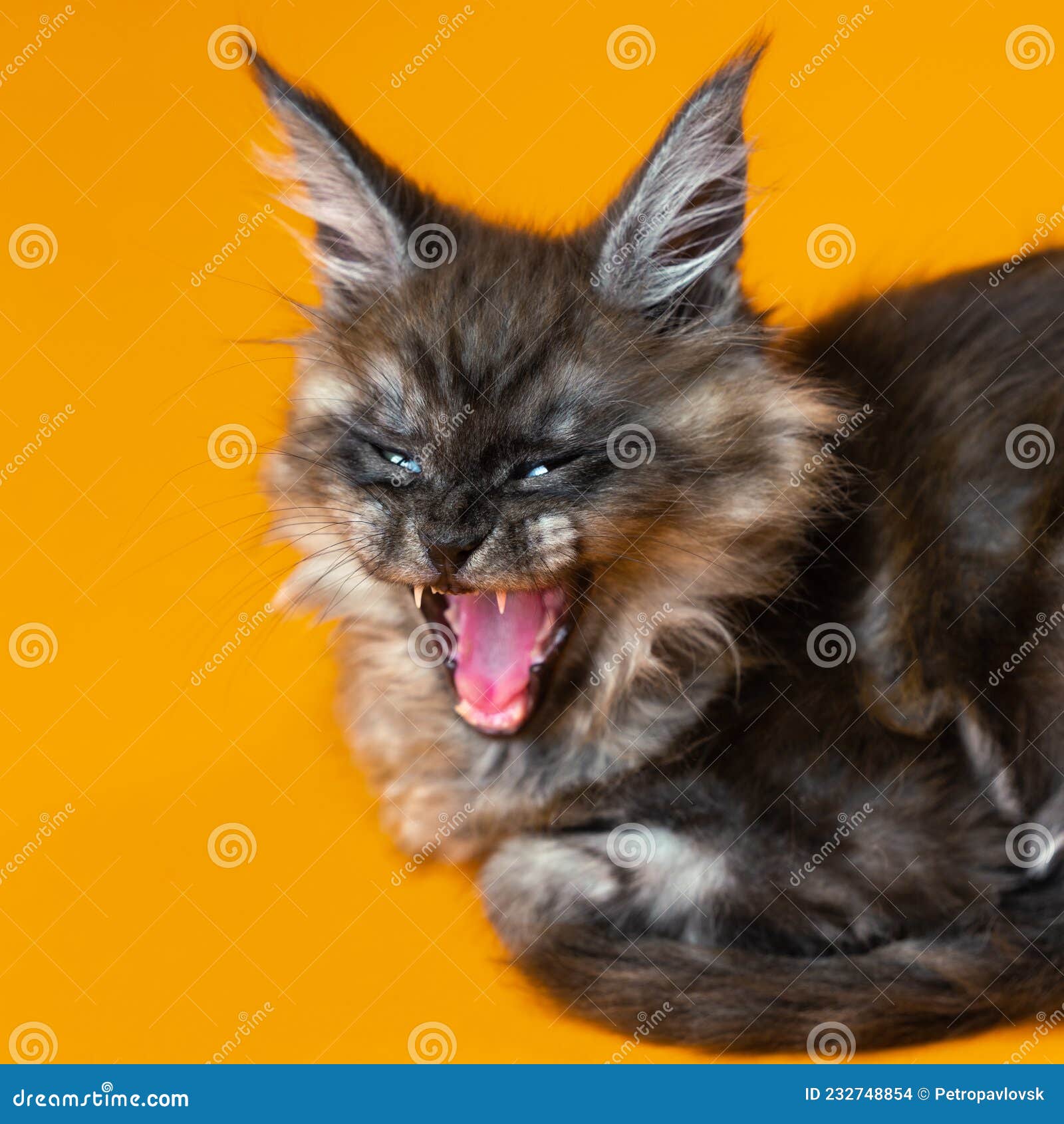 a picture of an angry black fuzzy cat with yellow