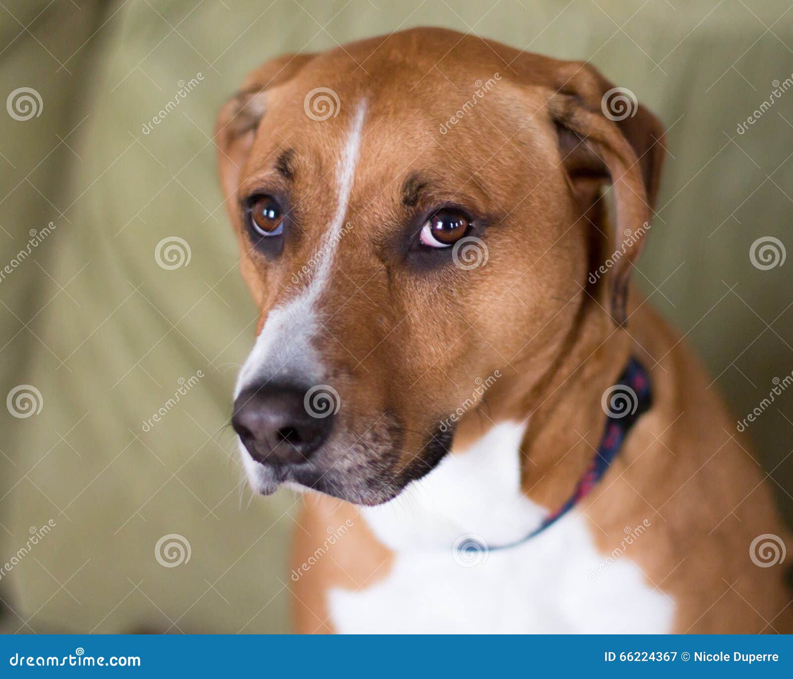 boxer hound mix puppy