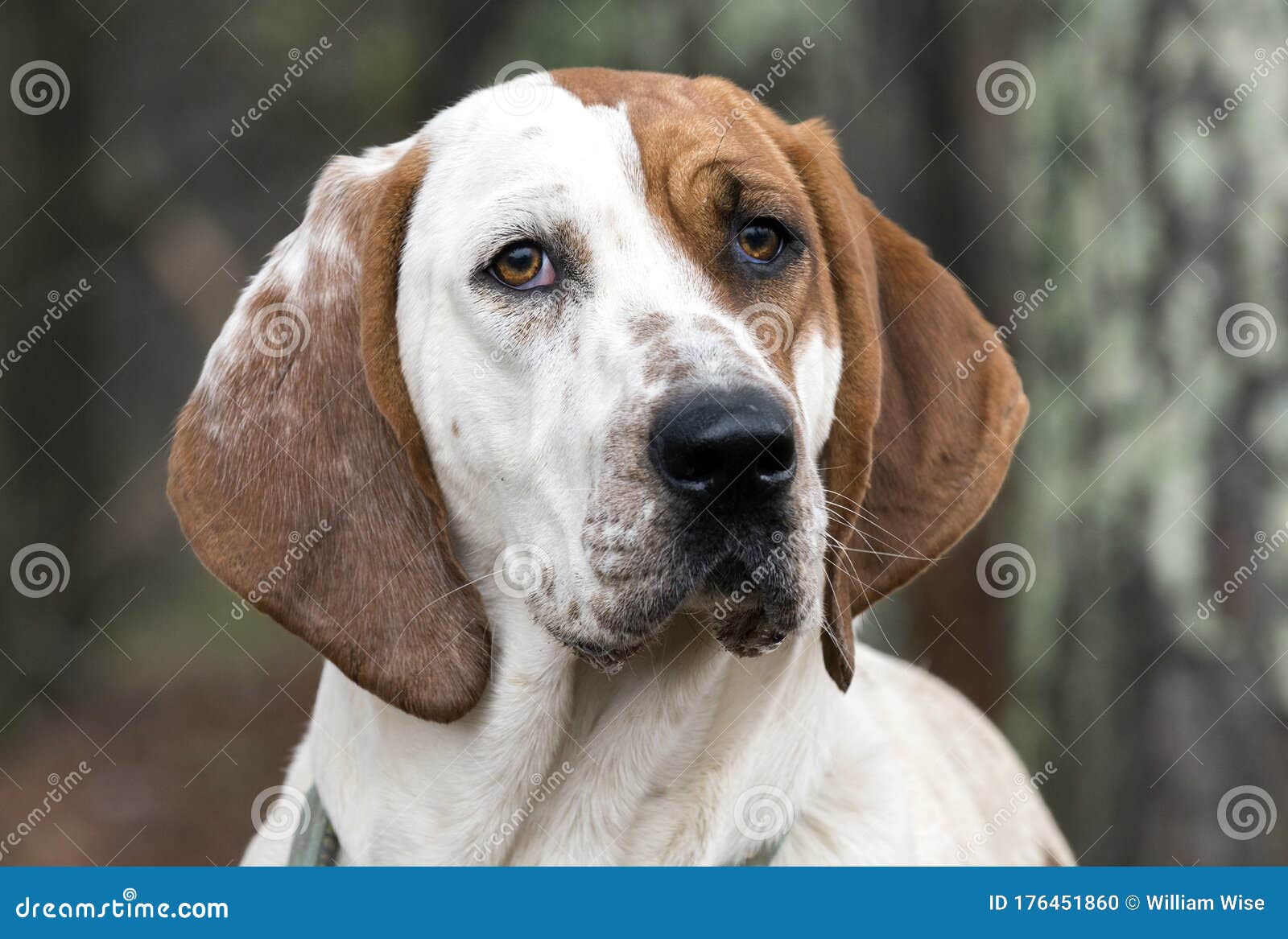 Big Tan And White Coonhound Dog With Floppy Ears Stock Photo Image Of Humane Floppy