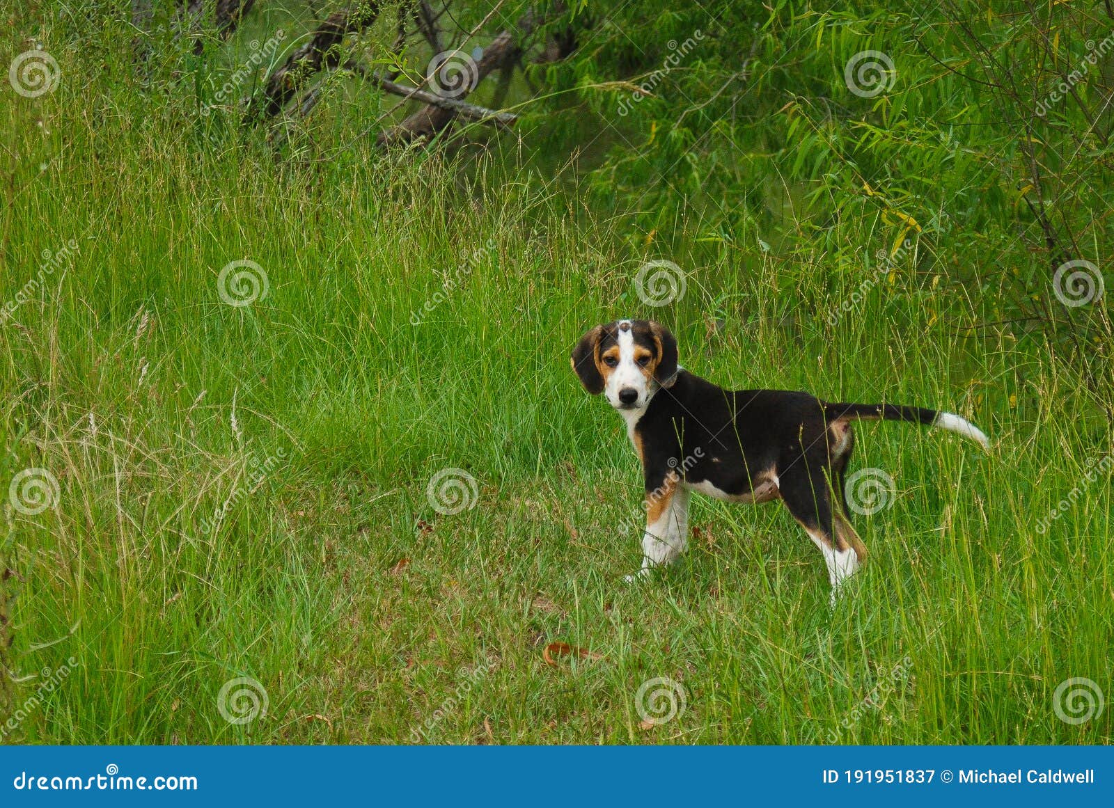 a coonhound looks for master before proceeding