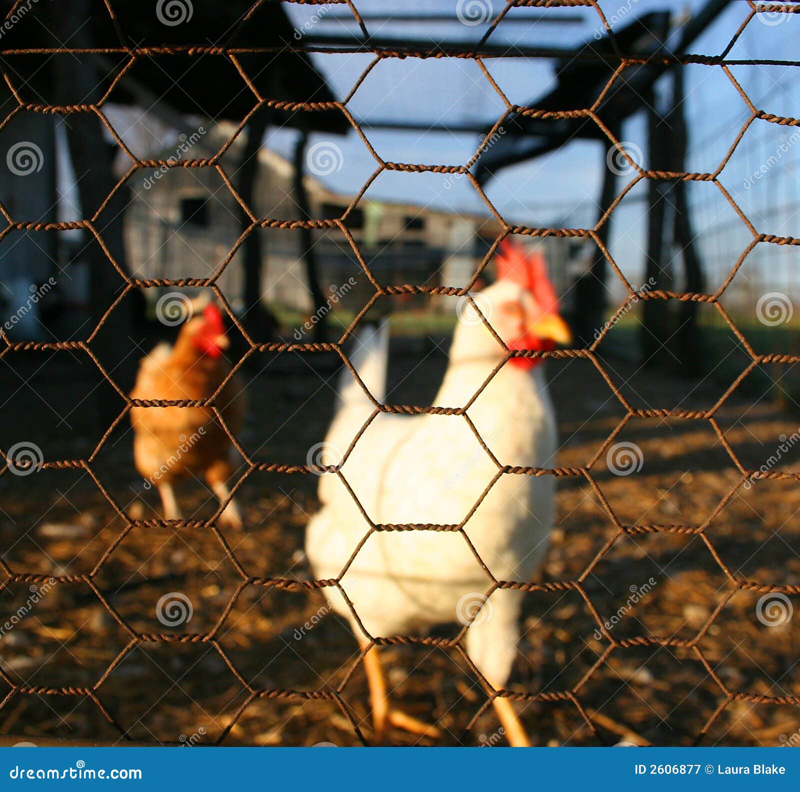 8+ Thousand Chicken Wire Royalty-Free Images, Stock Photos & Pictures