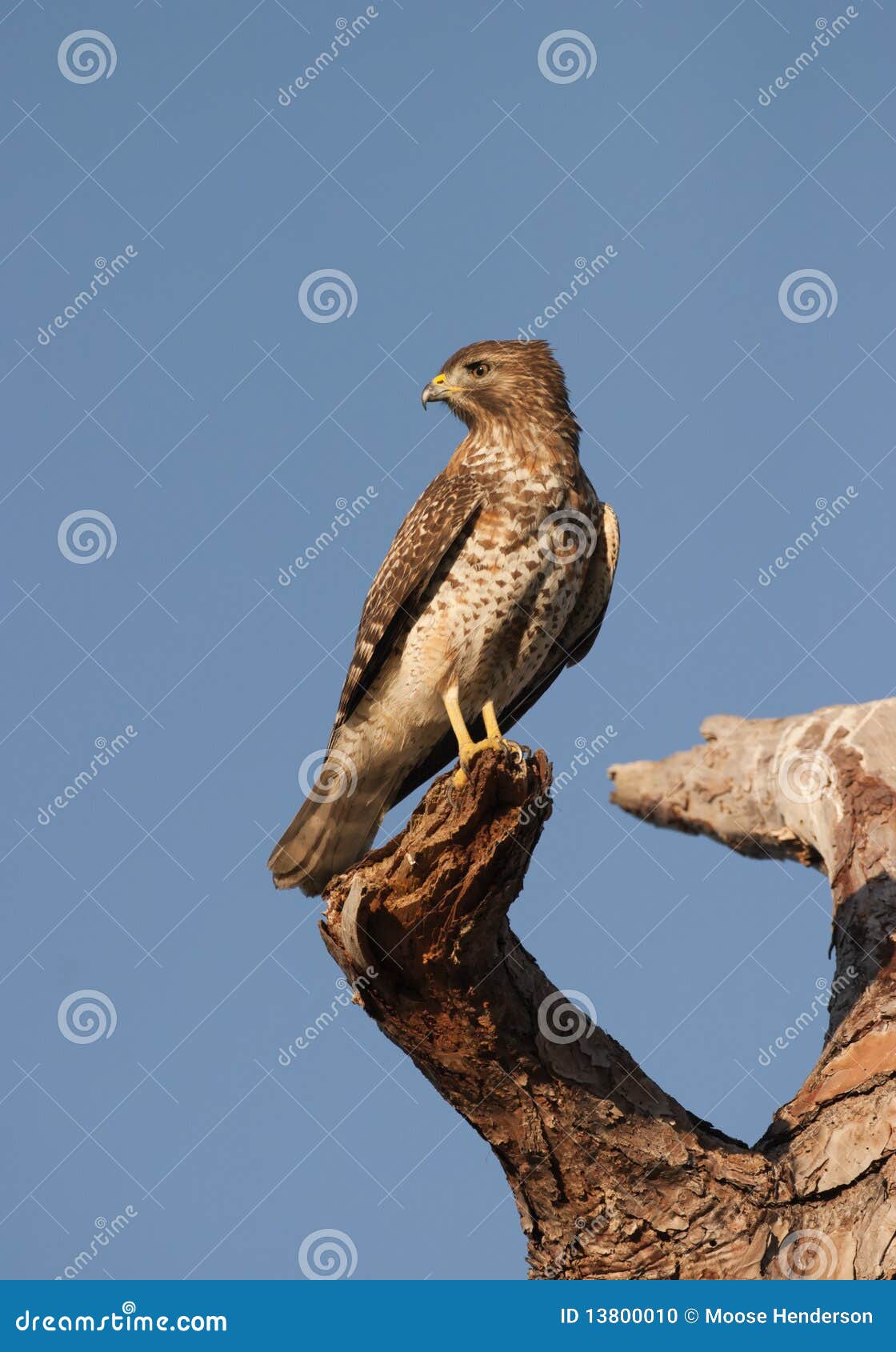 Cooper Hawk stock photo. Image of wildlife, coha, cooper 13800010