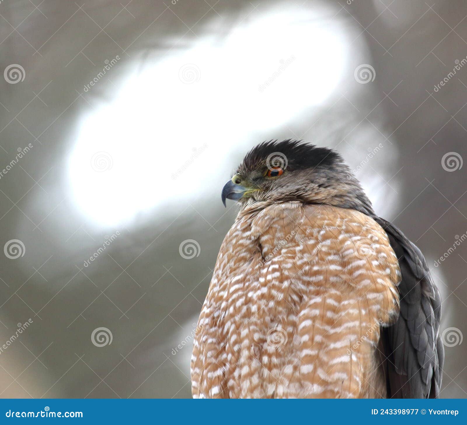 Cooper Hawk in Hunting Mode Stock Image Image of pray, feeding 243398977