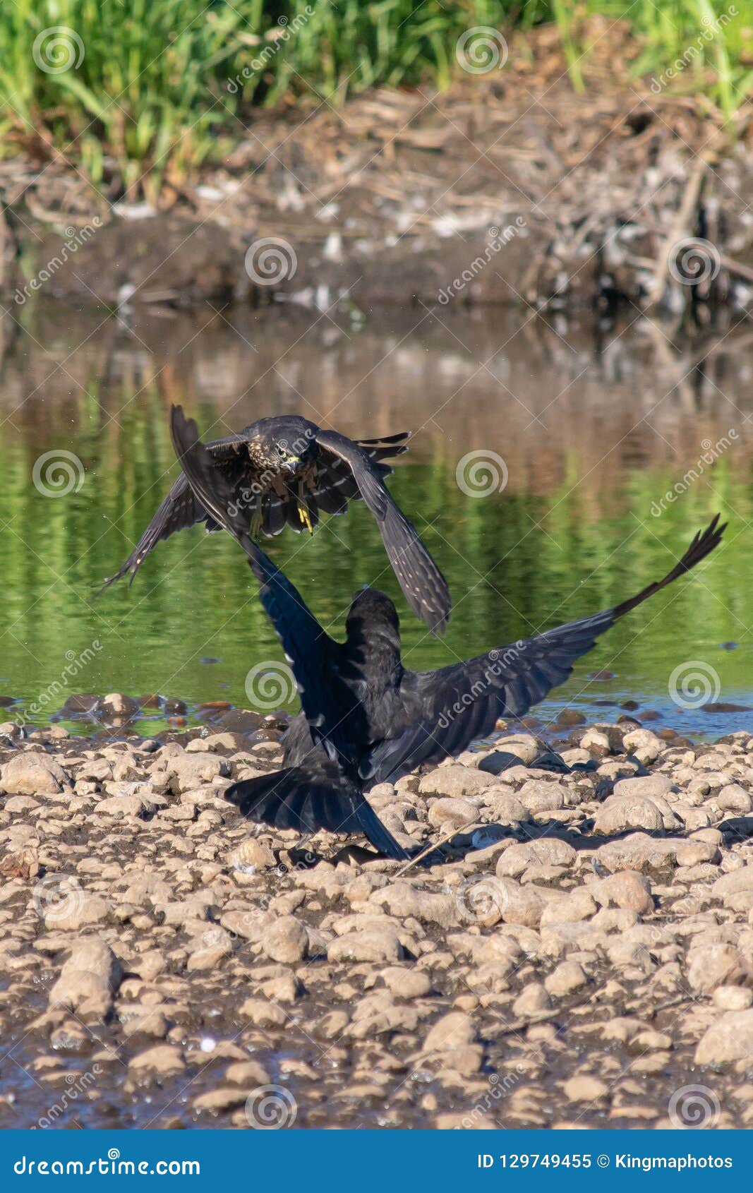 Cooper`s Hawk Bullying a Crow in Canada Stock Image Image of cooperii