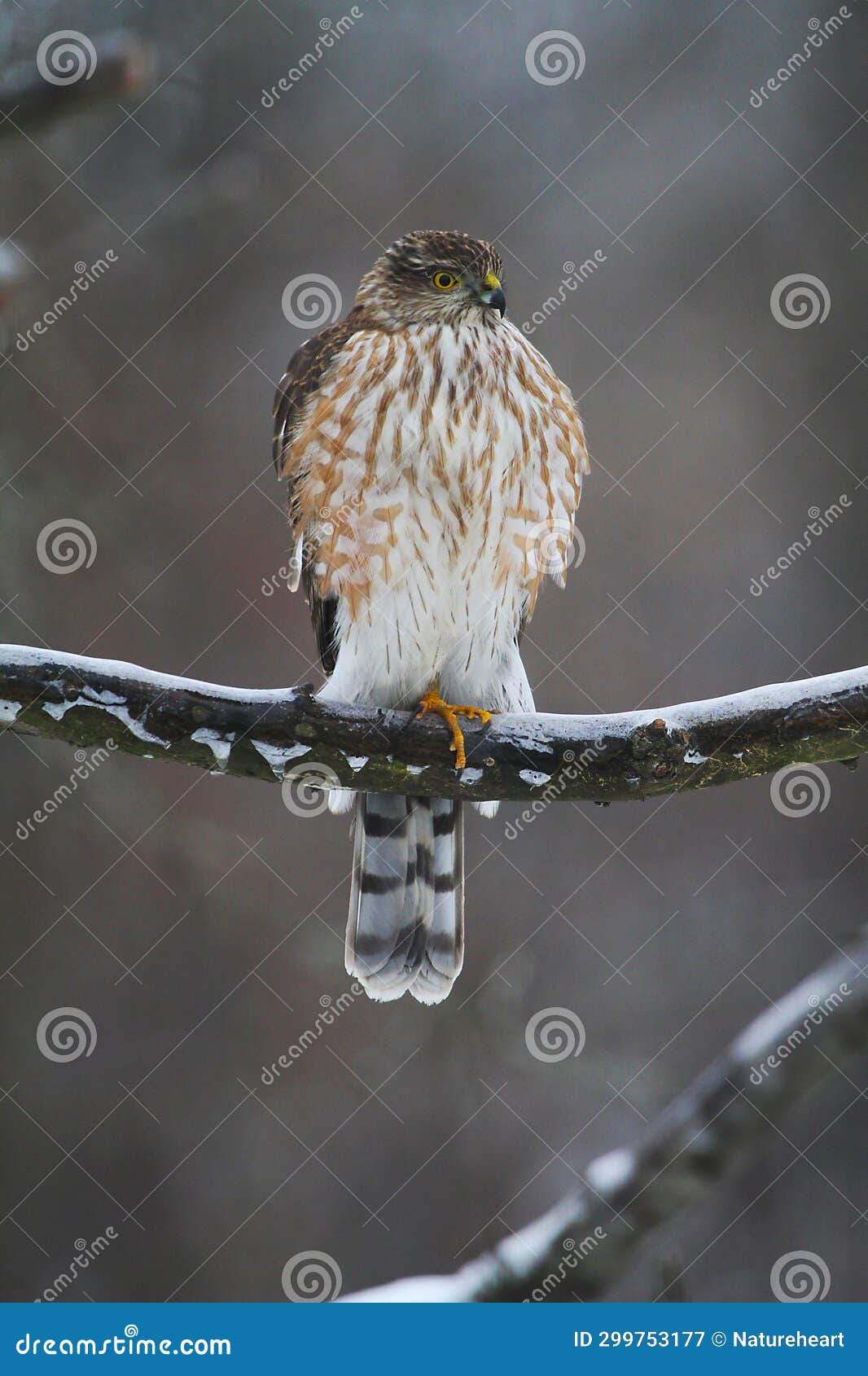 juvenile cooper's hawk on icy tree branch 4 - accipiter cooperii