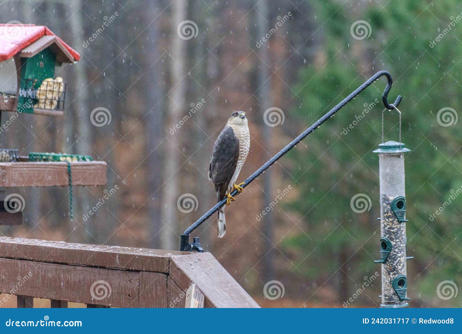 Cooper`s Hawk at Bird Feeders Stock Image Image of reptiles, brids