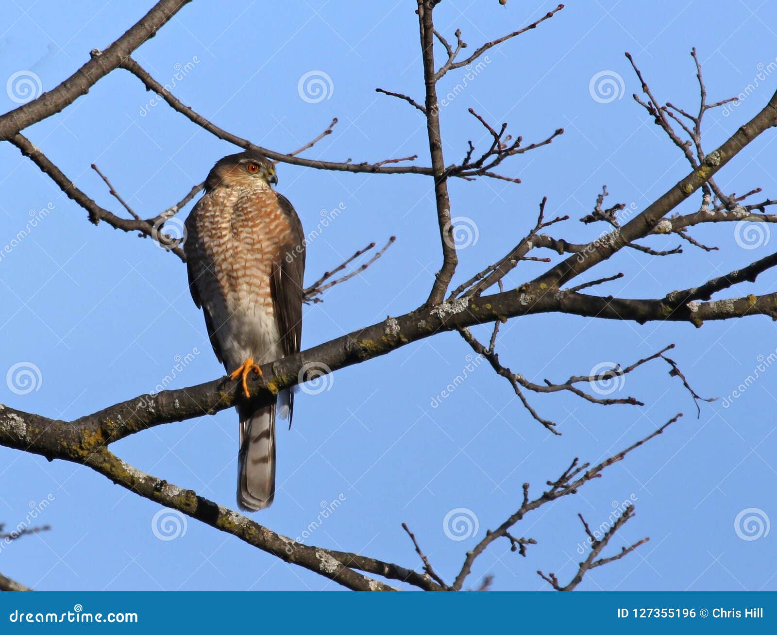 Cooper`s Hawk stock photo. Image of cross, hawks, cooperii 127355196