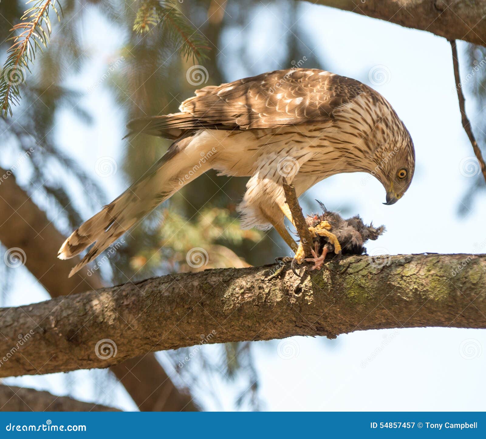 Cooper s Hawk stock image. Image of feeding, forest, predator 54857457