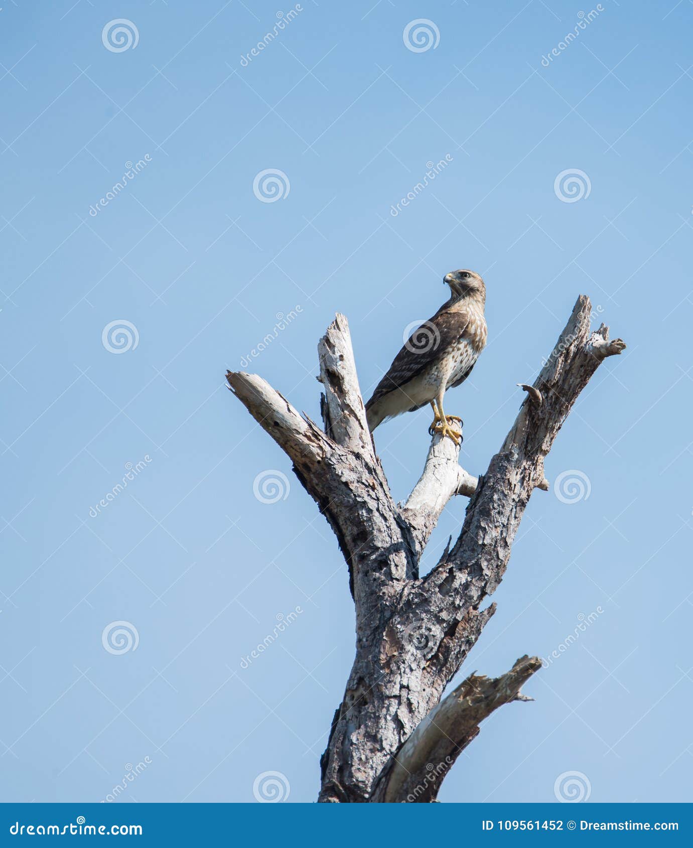 Cooper`s Hawk, Florida stock photo. Image of cooperii 109561452