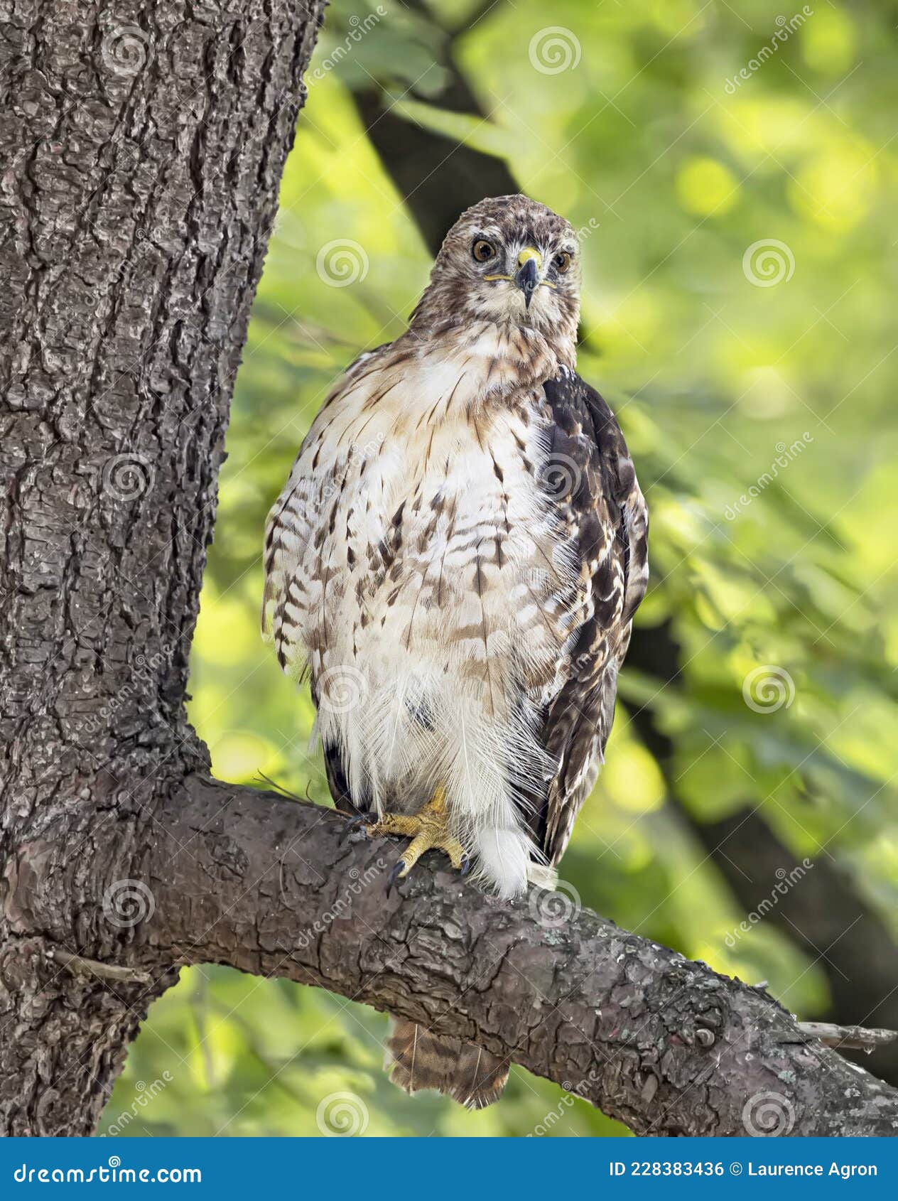 cooper`s hawk peers from a tree branch