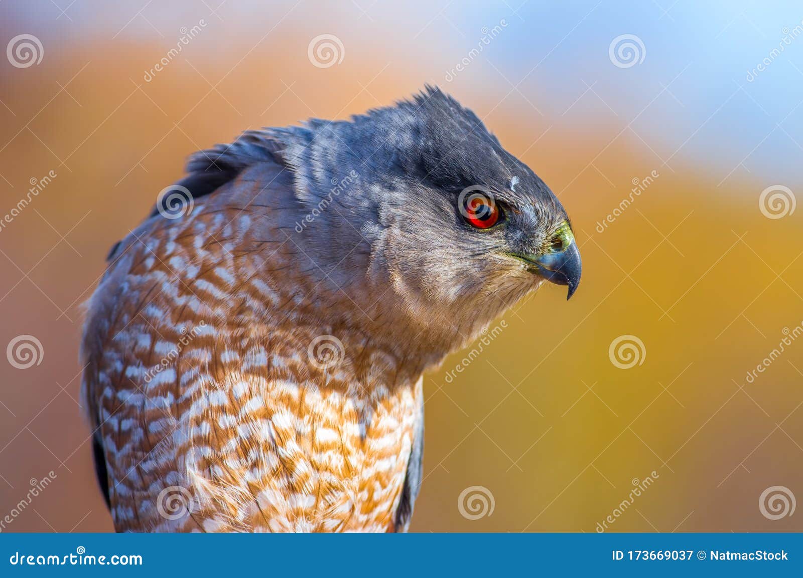 Cooper`s Hawk at Hawk Ridge Stock Image Image of coopers, talon