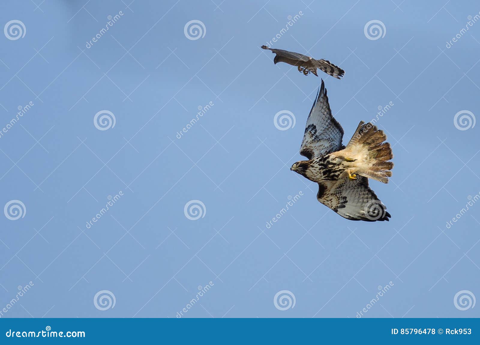 Cooper`s Hawk Versus RedTail Hawk Aerial Combat Stock Photo Image of