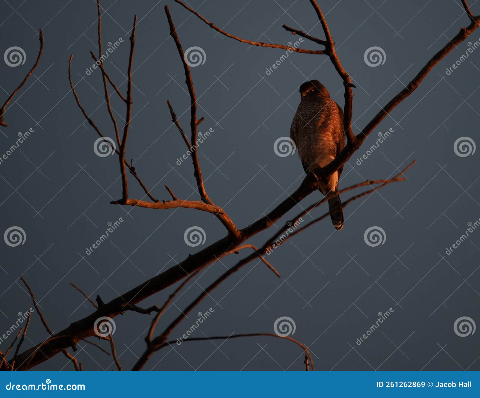Coopers Hawk in the Glow of Sunrise Stock Image Image of flower