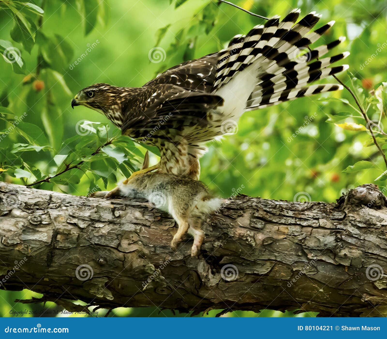 Coopers Hawk with Rabbit Kill Stock Image Image of nature, office 80104221