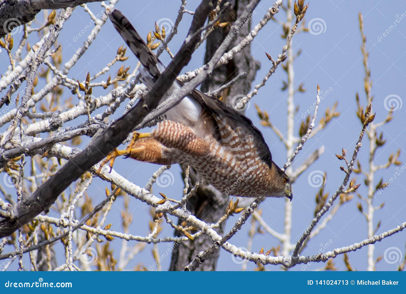coopers hawk about to take flight