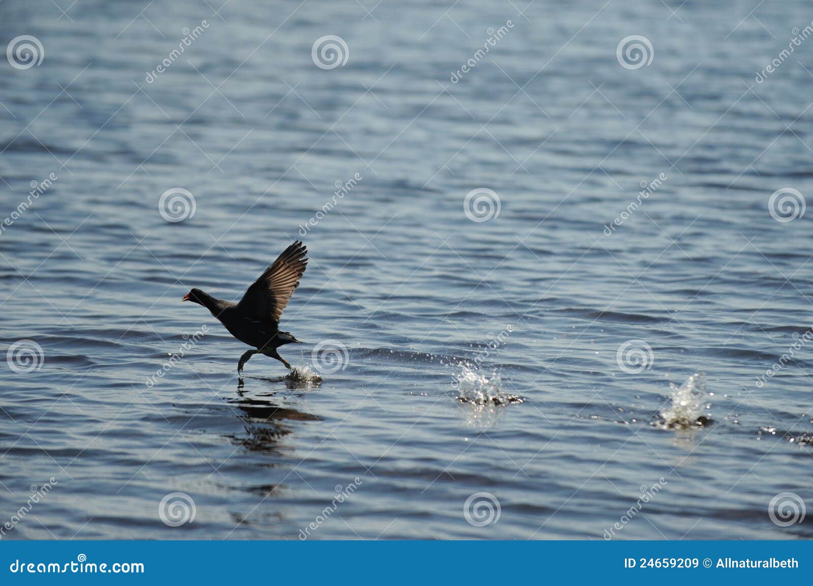 Coot Bird Landing on Water in Ocean Stock Image Image of coot, birds