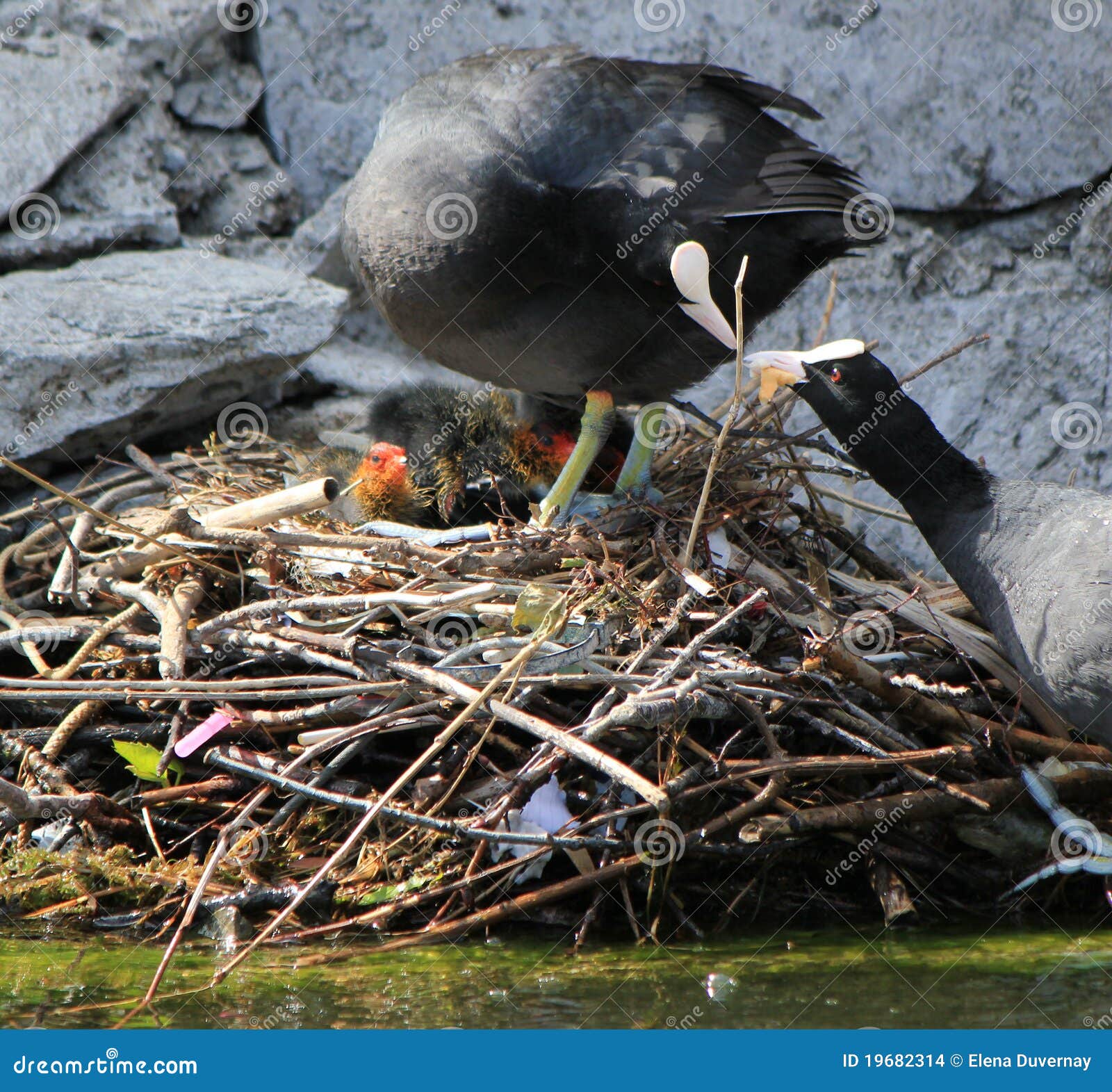 Coot Ducks Feeding Their Ducklings Stock Photo Image of color