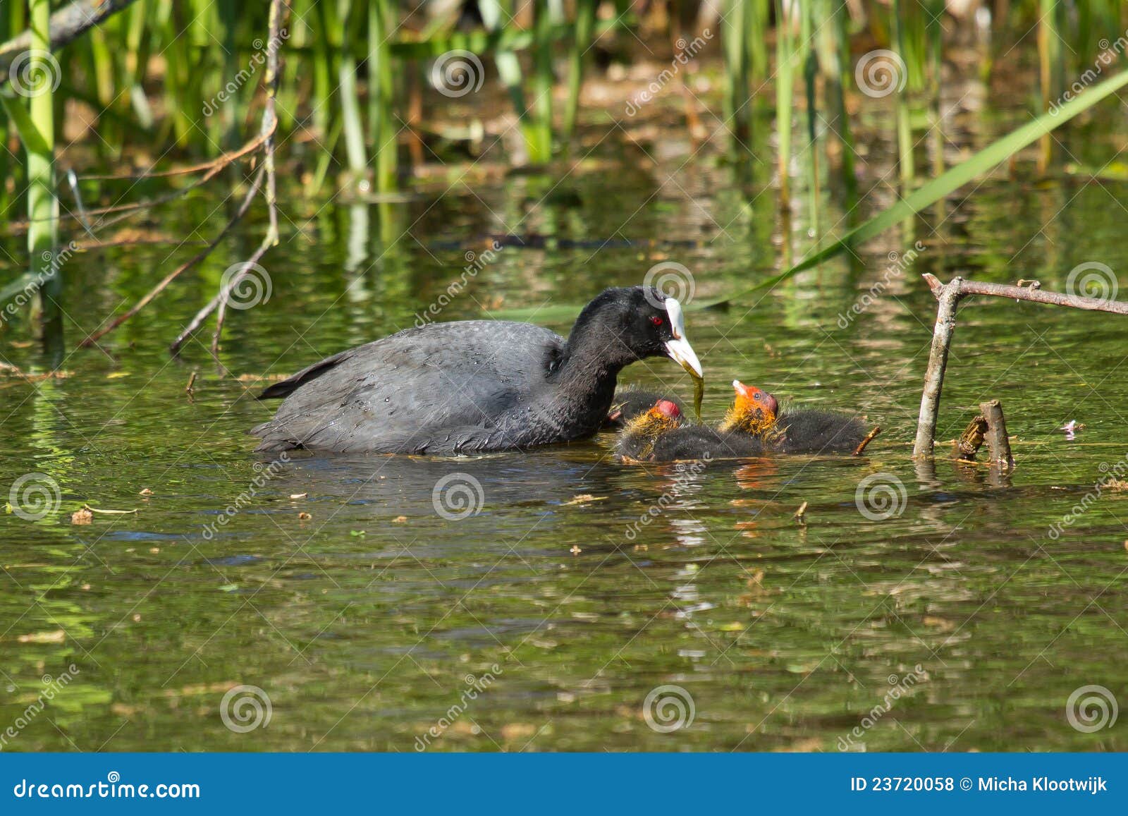 A coot is feeding stock photo. Image of plumage, swimming 23720058