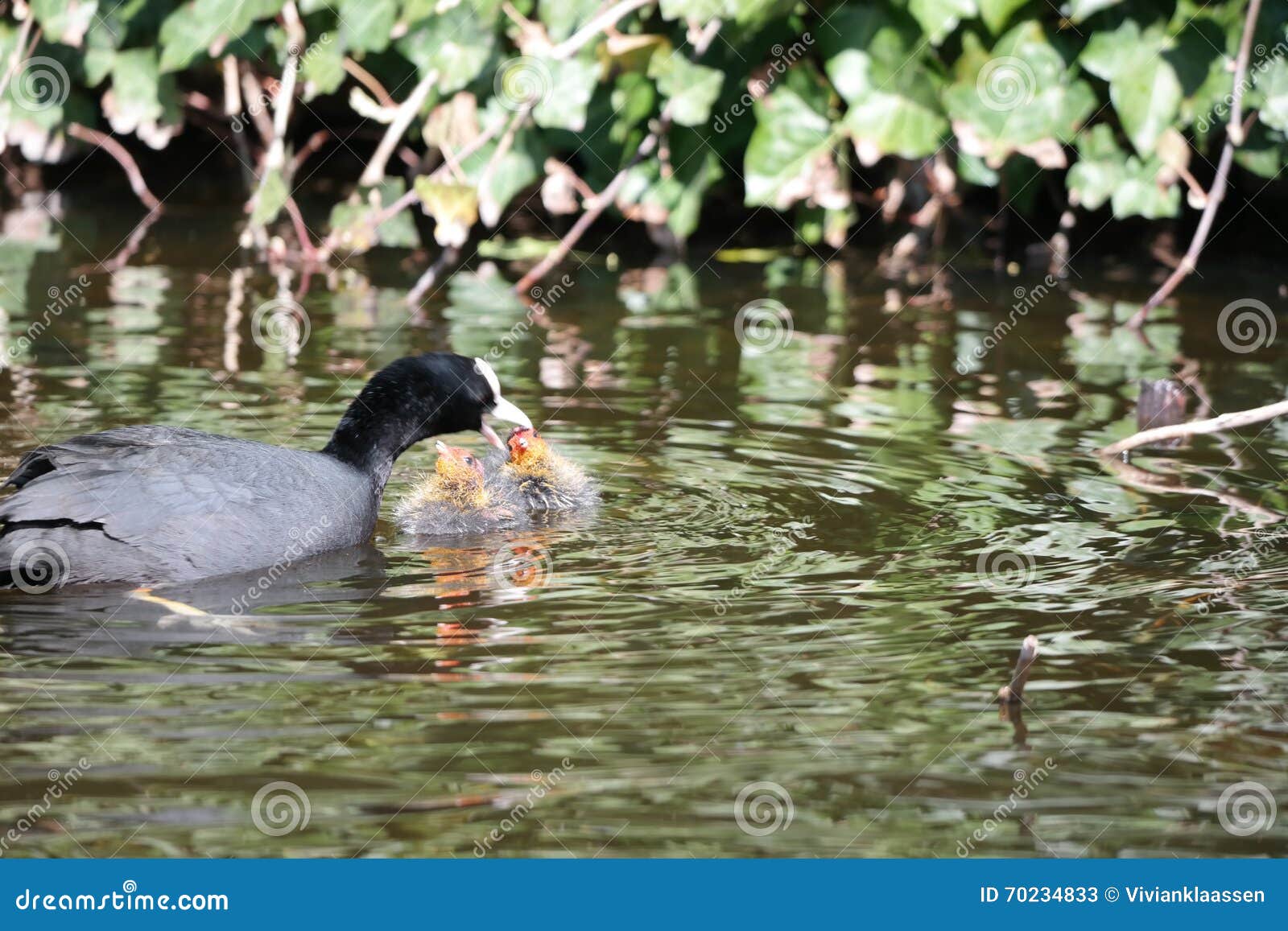 Coot feeding baby stock image. Image of feeding, baby 70234833