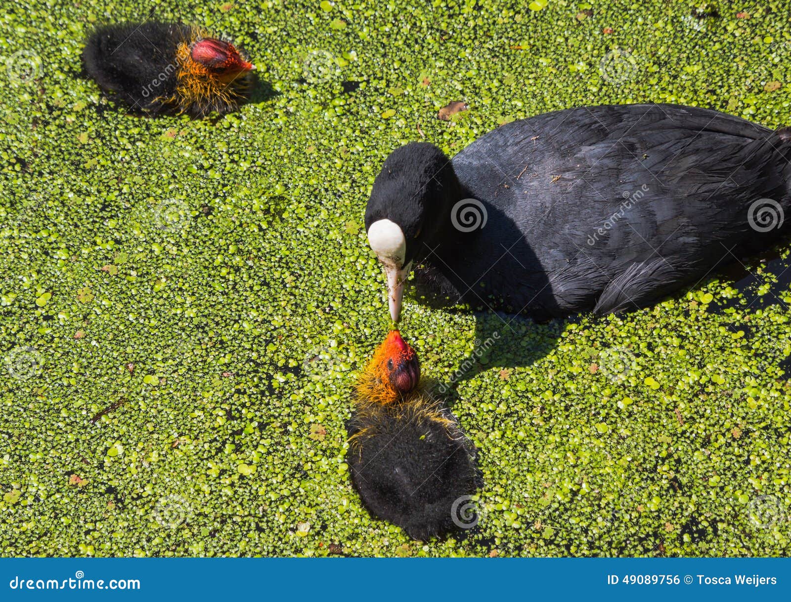 Coot Feeding Her Young Chicks Stock Photo Image of head, beak 49089756