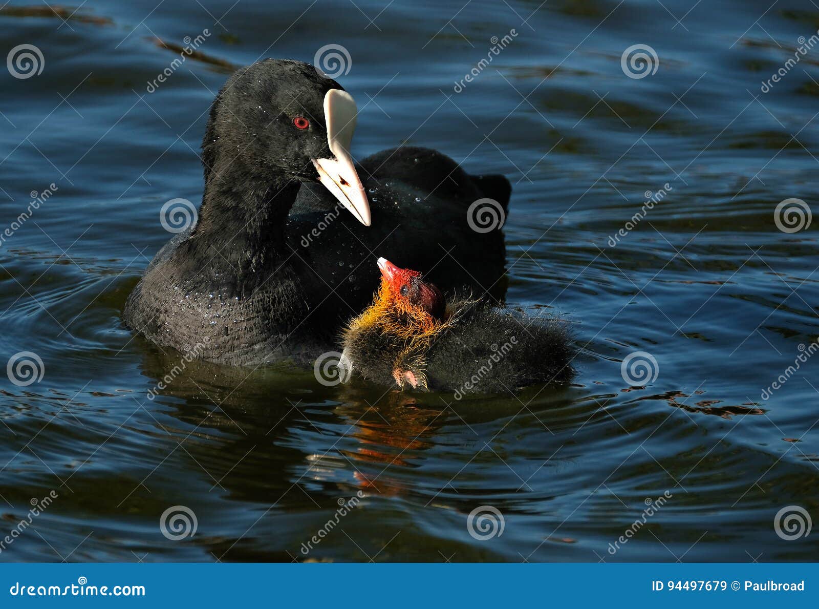 Coot feeding young. stock image. Image of fresh, safety 94497679