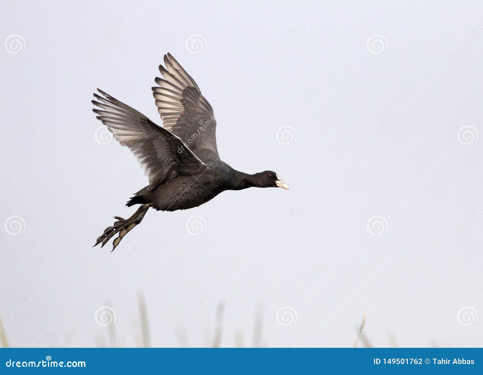 lets go fly a coot download lets go fly a coot download
