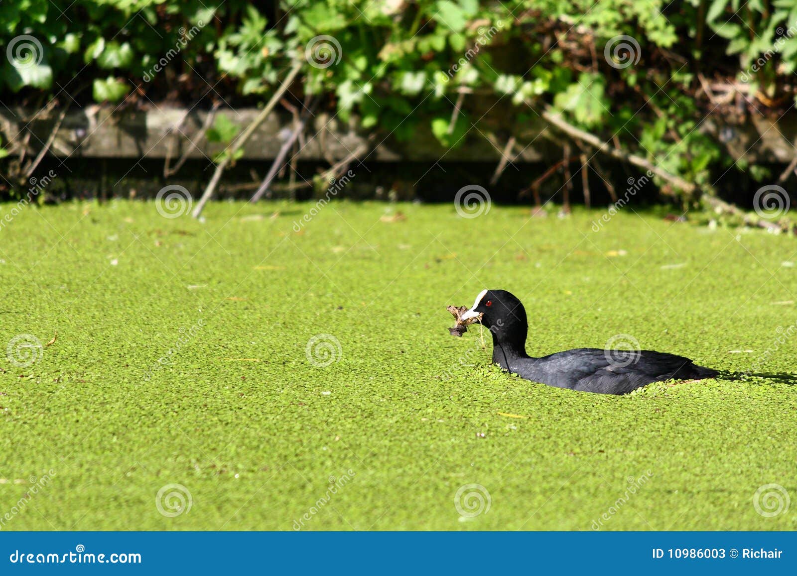 Coot Swimming through Duckweed Stock Image Image of nesting, nest