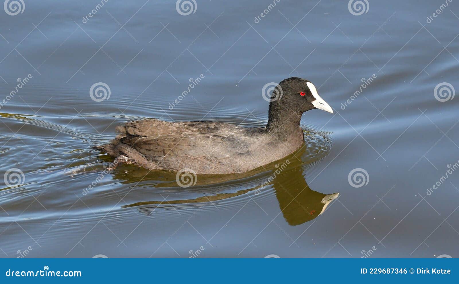 coot swimming on lake, detailed feathers and red eye.