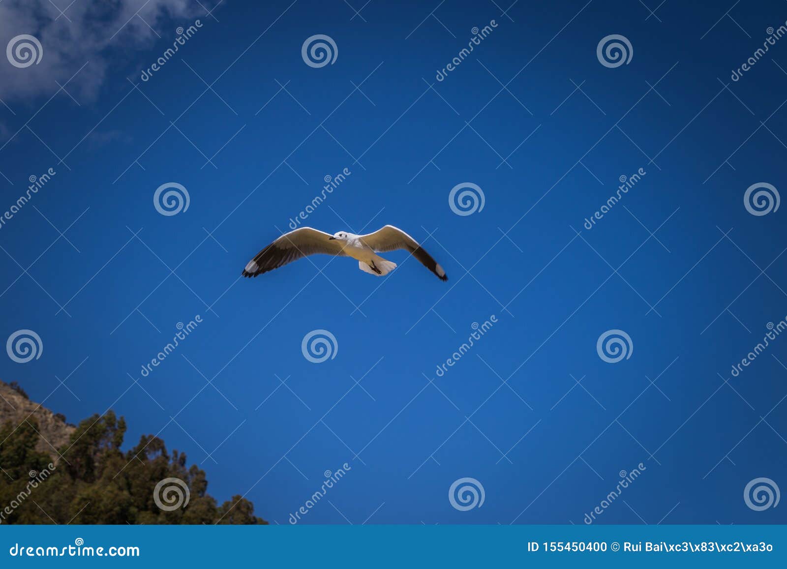 seagull travel bolivia