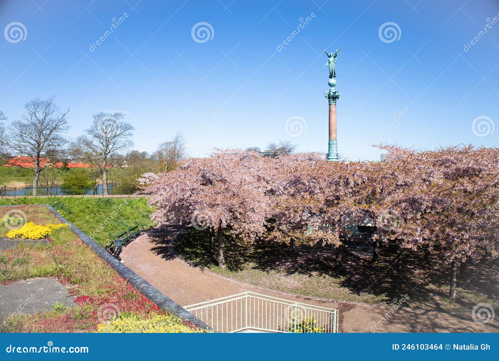 Copenhagen-Denmark. Cherry Blossom in Langelinie Park. Sakure Festival ...