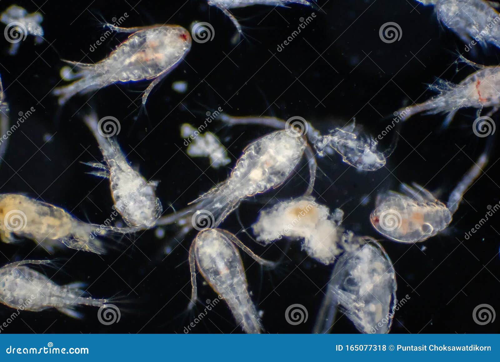 copepod zooplankton are a group of small crustaceans found in marine and freshwater habitat