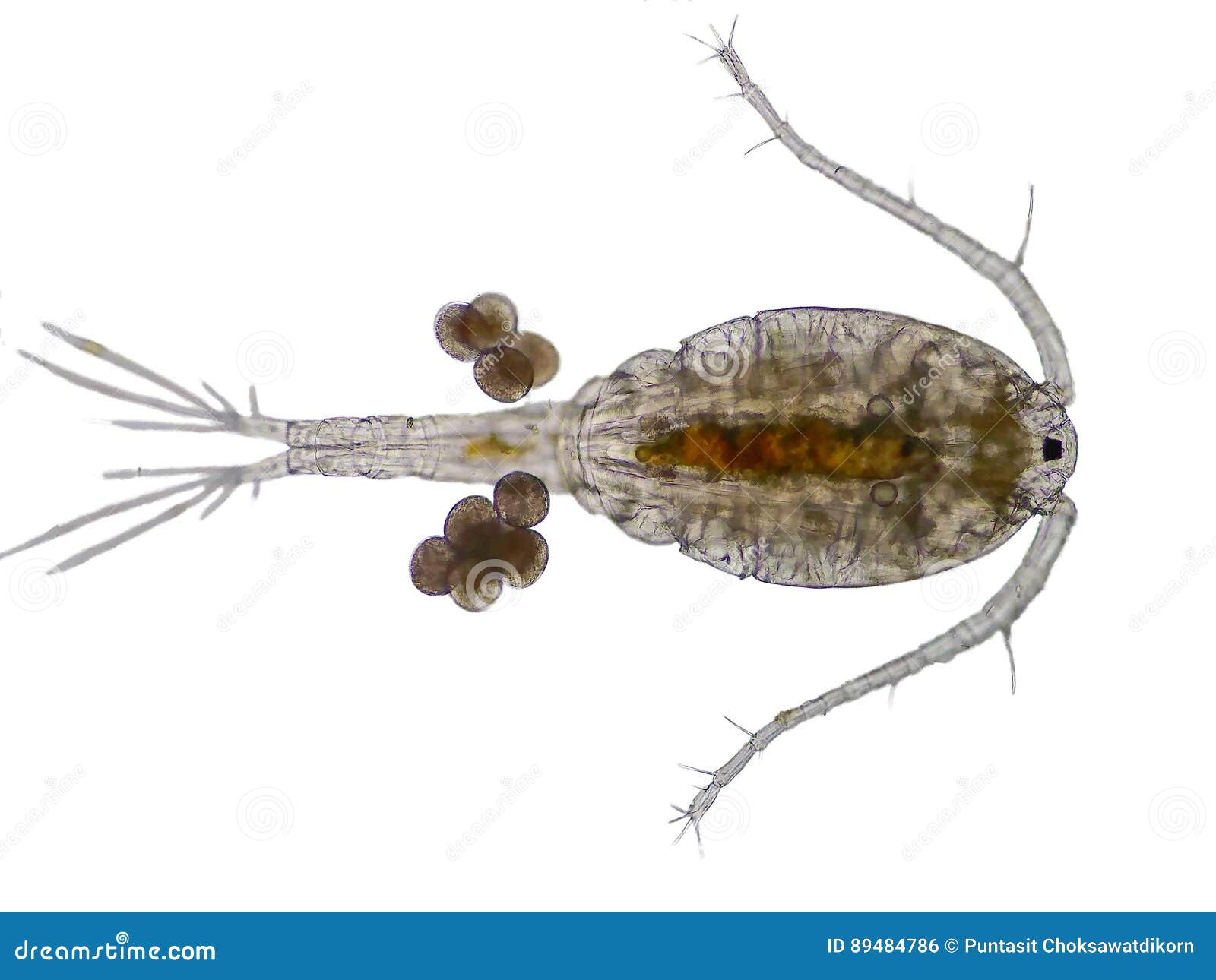 copepod zooplankton are a group of small crustaceans