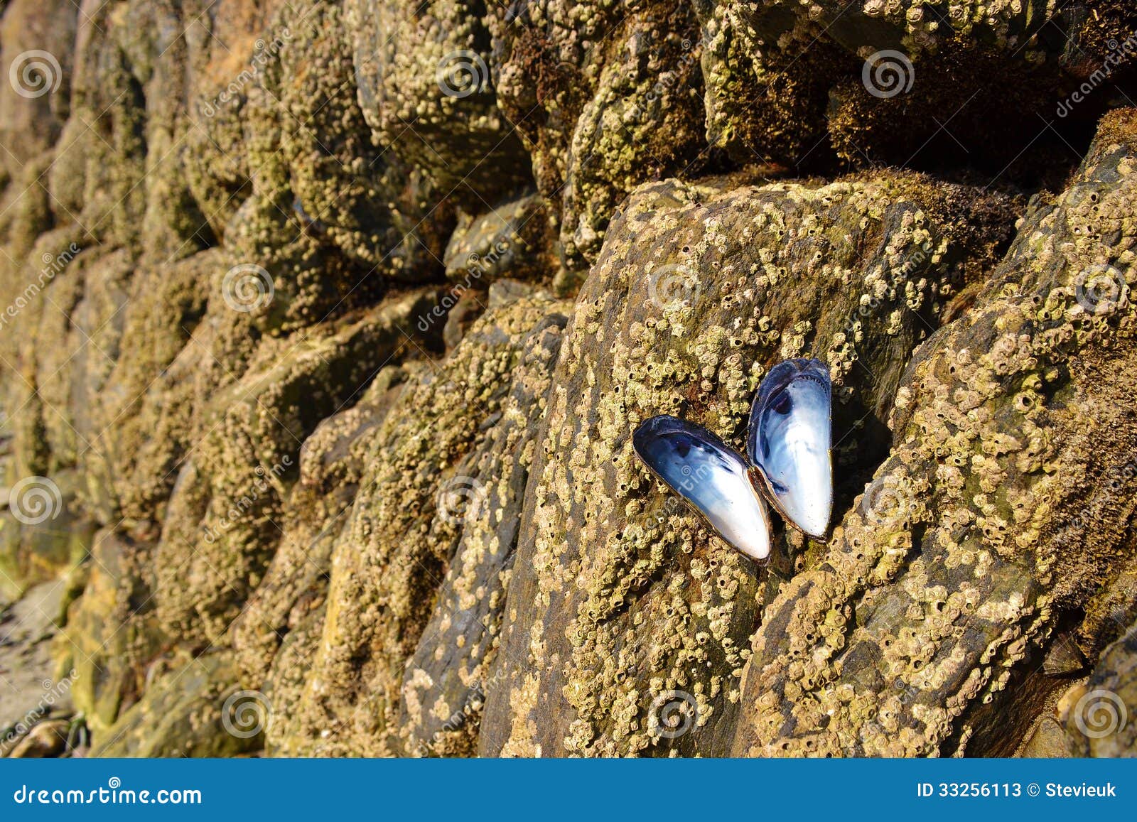 Coperture del muscolo butterly sulle rocce. Apra le coperture del muscolo come la farfalla sulle rocce dal mare