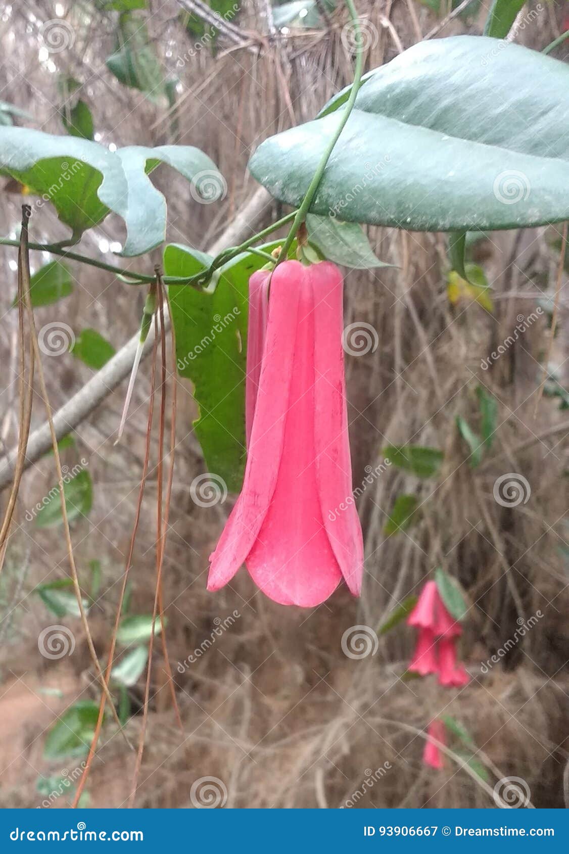 copihue flor chilena