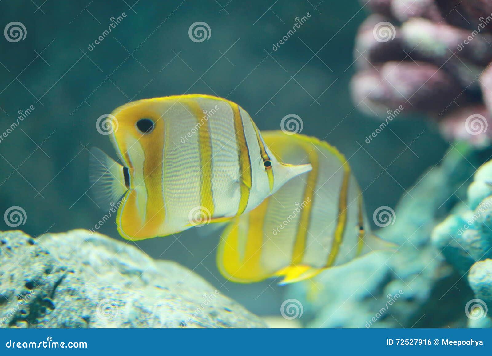 Copper Banded Butterfly Fish. Stock Photo Image of marine, orange