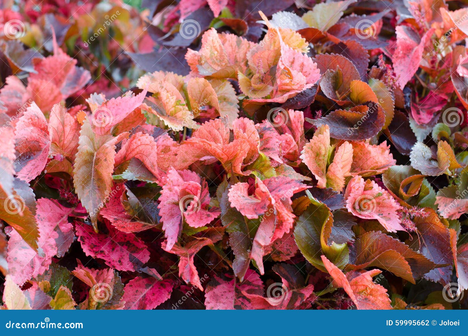 Copper leaf stock photo. Image of texture, season, pattern 59995662