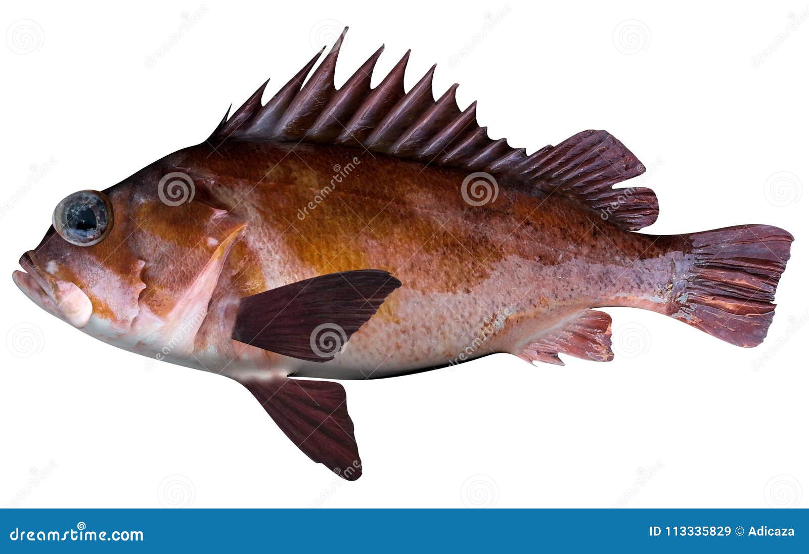 Copper Rockfish stock image. Image of food, diet, fresh 113335829