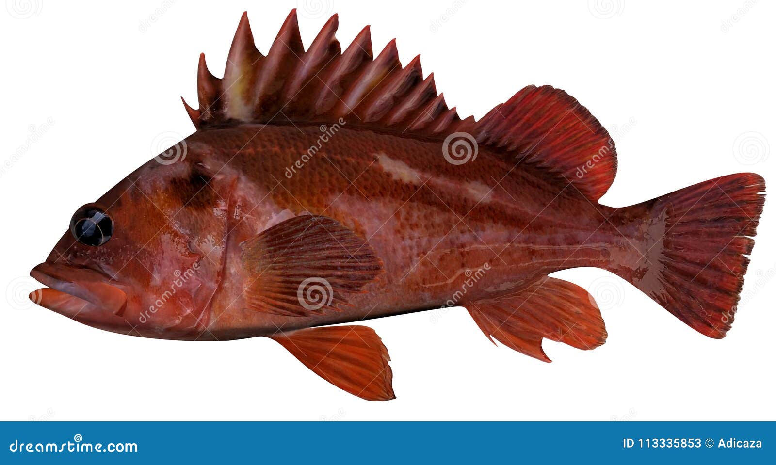 Copper Rockfish stock image. Image of fish, rockfish 113335853
