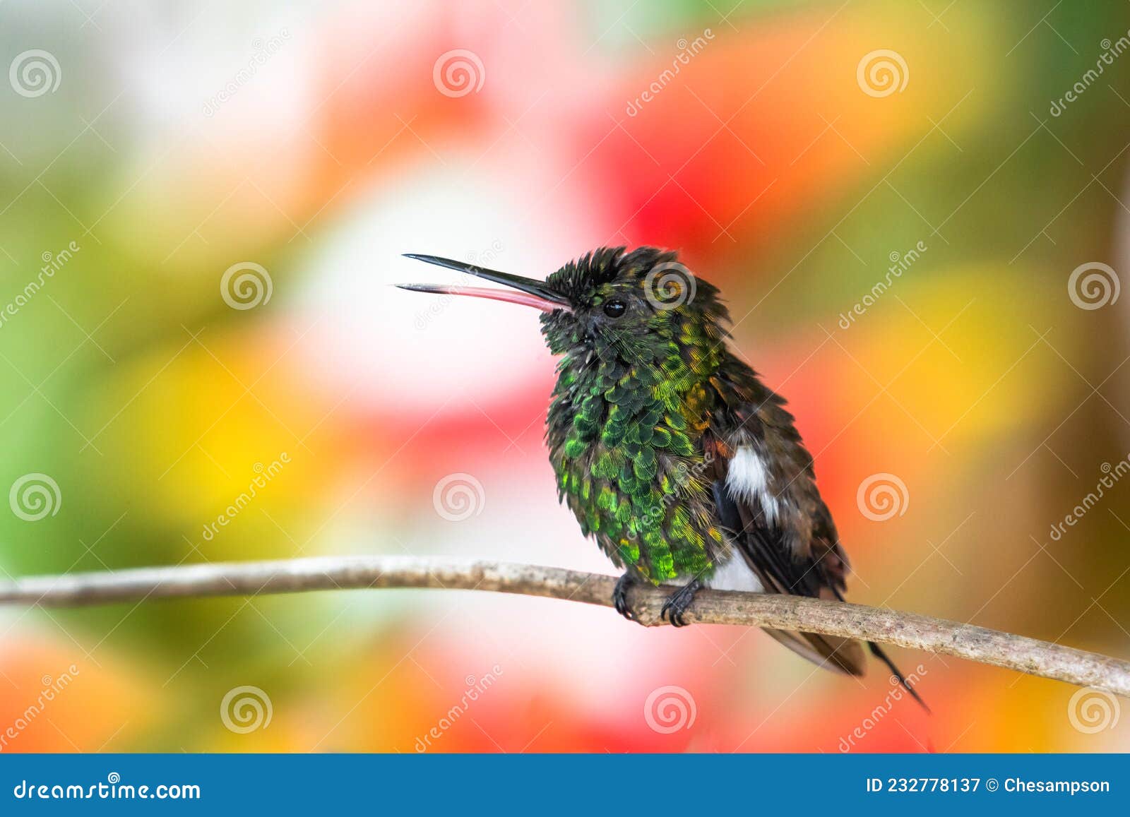 copper-rumped hummingbird chirping with colorful background