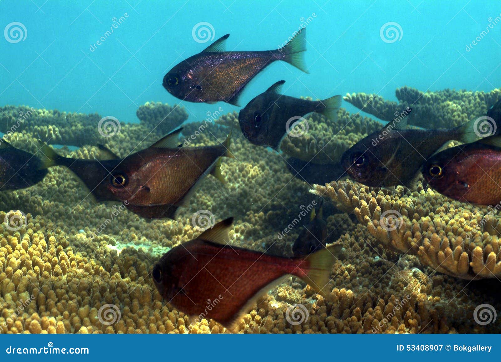 copper sweeper, perhentian island, terengganu