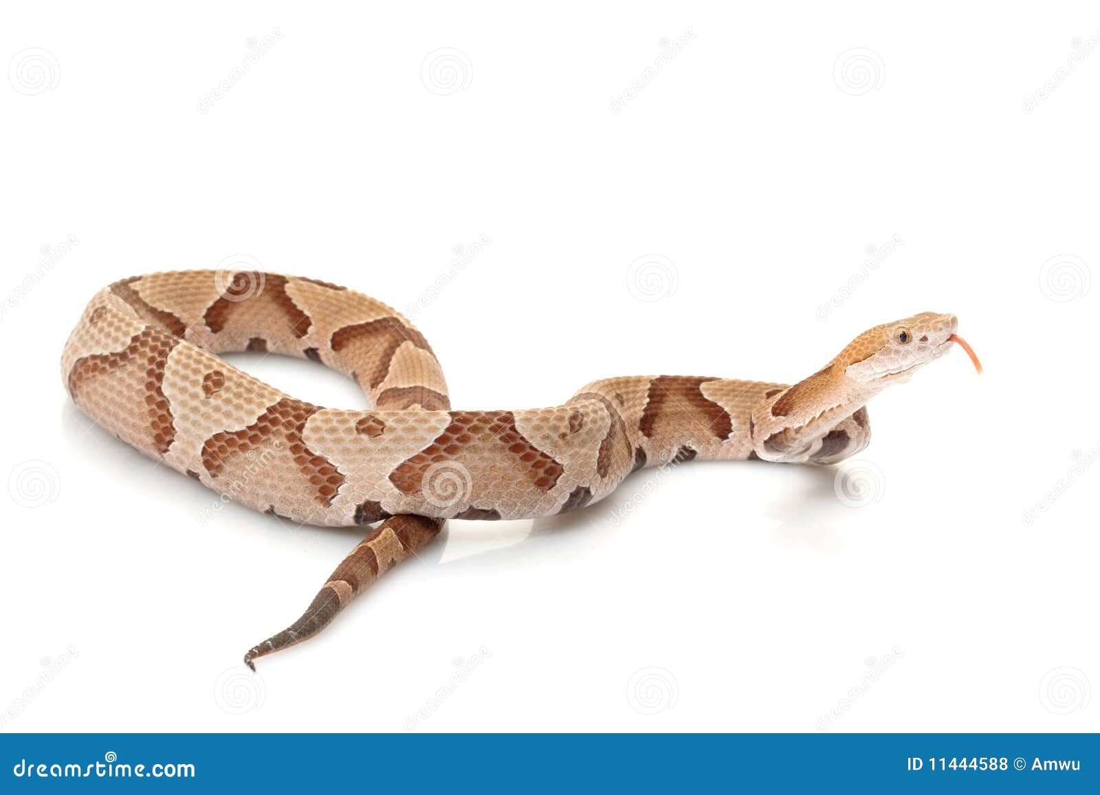 Copperhead stock photo. Image of copy, endangered, crawling 11444588
