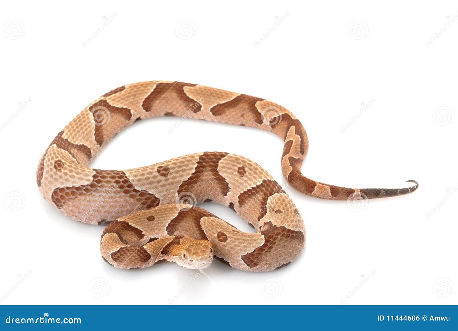 Copperhead stock photo. Image of copperhead, poisonous 11444606