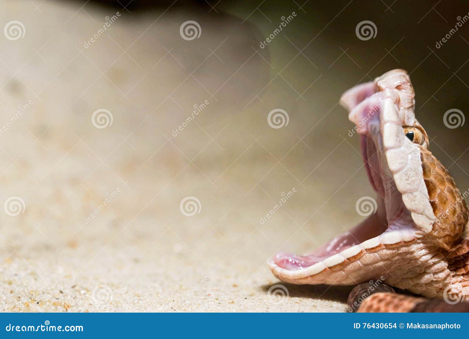 Copperhead sake stock photo. Image of north, poisonous 76430654