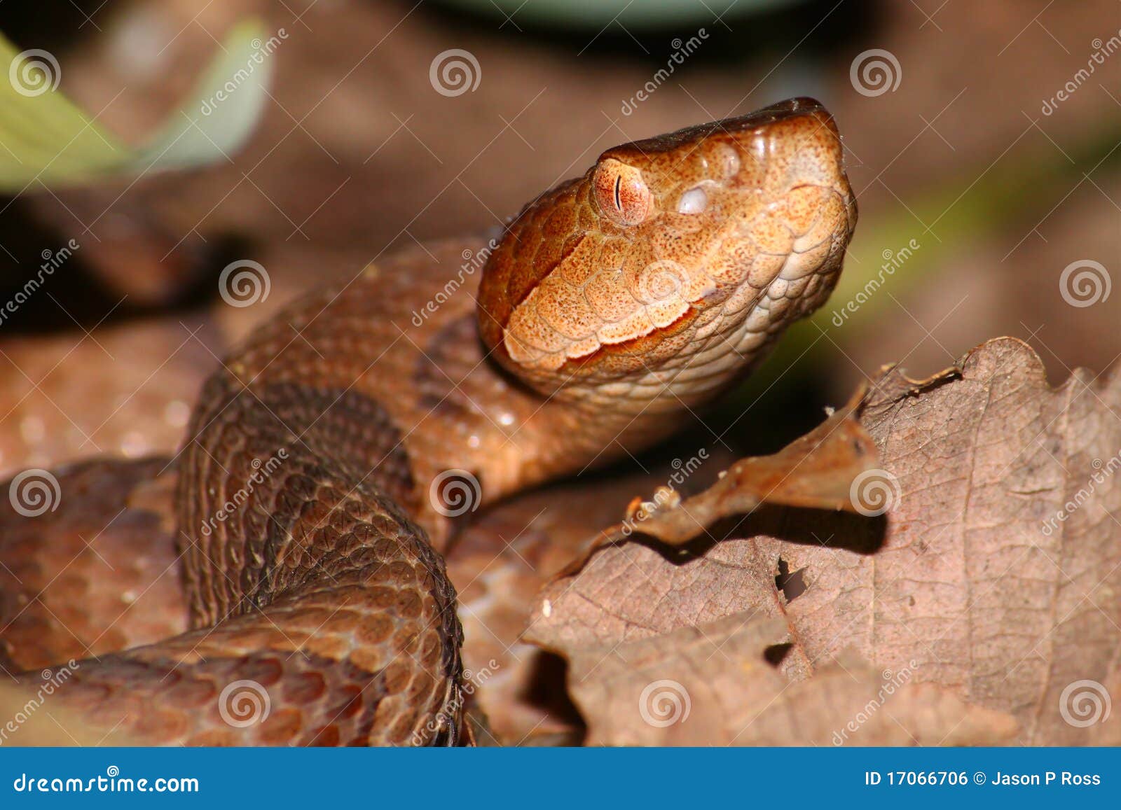 Copperhead Snake (Agkistrodon Contortrix) Stock Photo Image of park