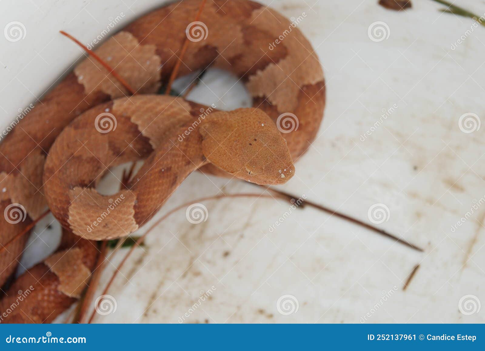 Venomous Copperhead Snake Tail Stock Image 190800061