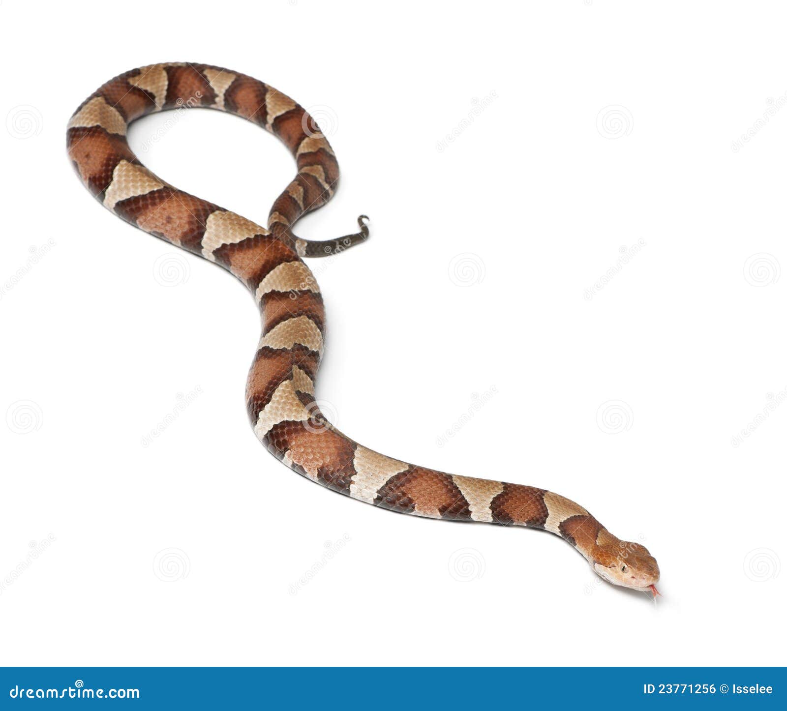 Copperhead Snake or Highland Moccasin Stock Photo Image of lethal